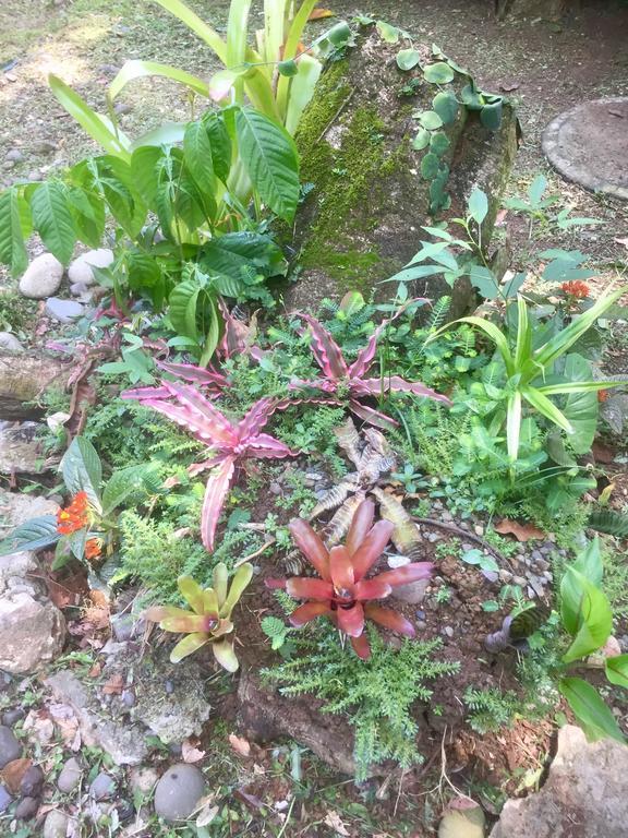 Jungle Beach Bungalow With Ac & Fiber Optic Puerto Viejo de Talamanca Екстер'єр фото